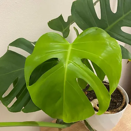 Dori's Wilson At Blloku Neighborhood * Tirana