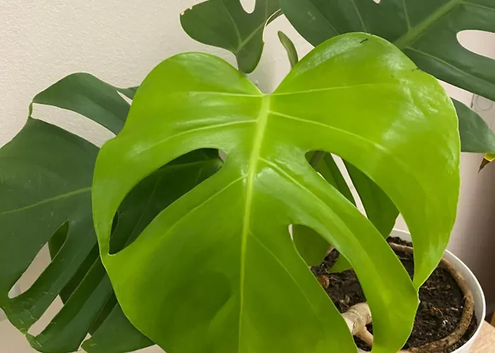 Dori's Wilson At Blloku Neighborhood * تيرانا